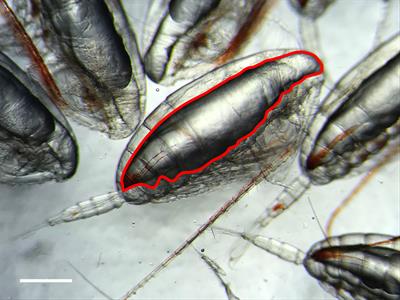 Quantifying the roles of food intake and stored lipid for growth and development throughout the life cycle of a high-latitude copepod, and consequences for ocean carbon sequestration